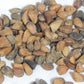 Red and Yellow Rose Seedlings Flower Seeds Perennial Growing Bonsai Corms Tubers Potted Planting Reblooming Fragrant Garden Roots Rhizomes Species Blooms Plant Bulbs Gardening Tree
