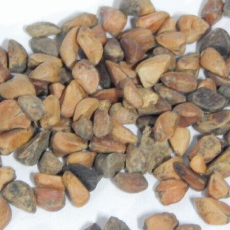 Red and Yellow Rose Seedlings Flower Seeds Perennial Growing Bonsai Corms Tubers Potted Planting Reblooming Fragrant Garden Roots Rhizomes Species Blooms Plant Bulbs Gardening Tree