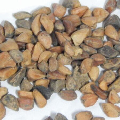 Cheap Rainbow Rose Seedlings Flower Seeds Perennial Growing Bonsai Corms Tubers Potted Planting Reblooming Fragrant Garden Roots Rhizomes Species Blooms Plant Bulbs Gardening Tree