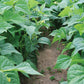 Bean Caprice Seed