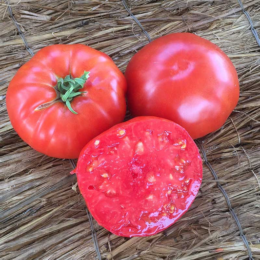 Tomato Beefsteak Organic Seed