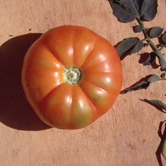 Tomato Beefsteak Organic Seed