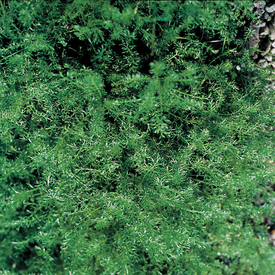 Roman Chamomile Seeds