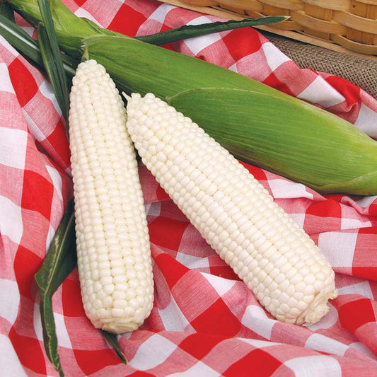 Sweet Corn Silver Queen F1 Seed