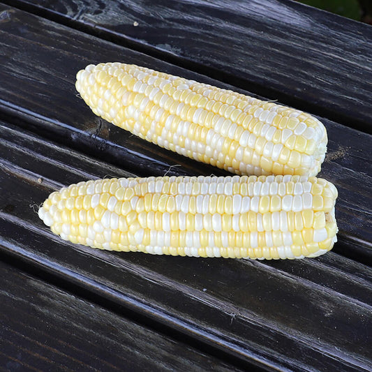Sweet Corn Harris 1001 F1 Seed