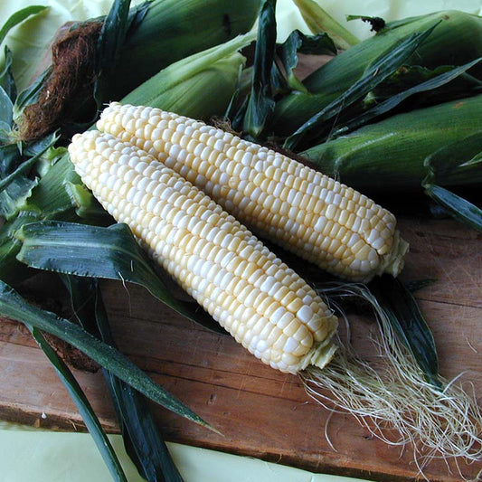 Sweet Corn Harris 1001 F1 Seed
