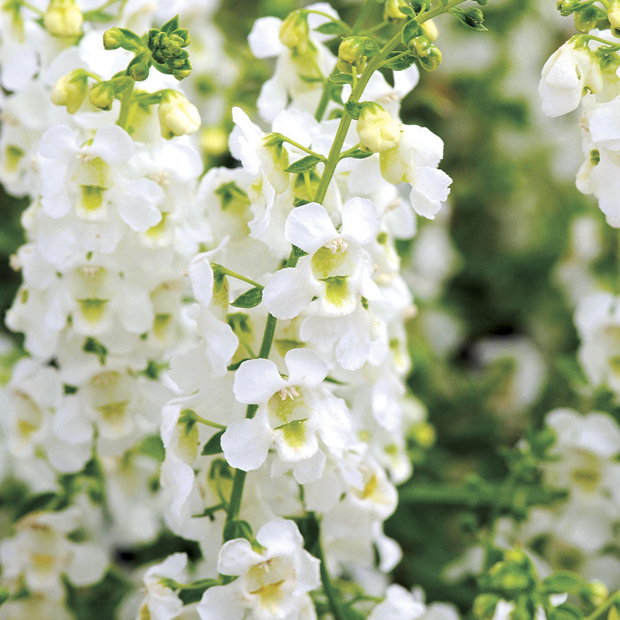 Serena&reg; White Angelonia Seeds