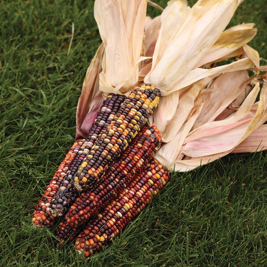 Ornamental Corn Red Stalker Seed