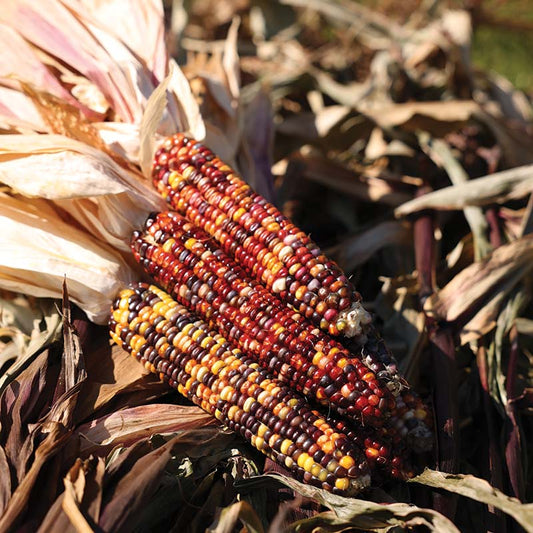 Ornamental Corn Red Stalker Seed