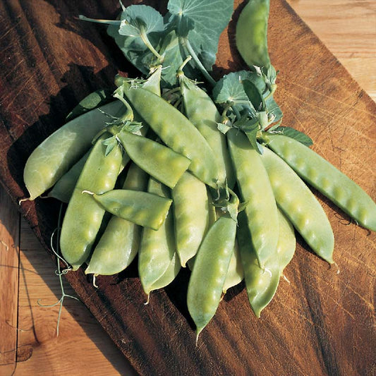Pea Oregon Sugar Pod 2 Seed