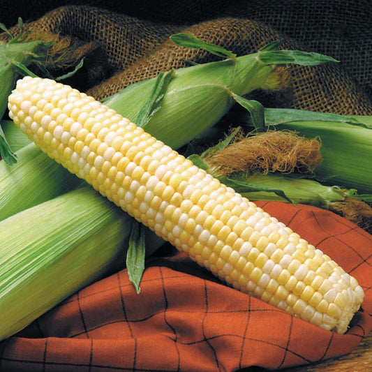 Sweet Corn Providence F1 Seed