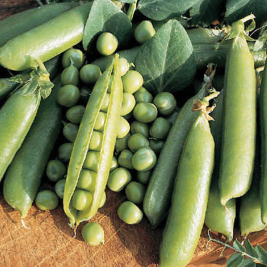Pea Frosty Seed