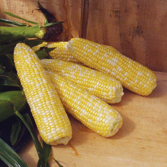 Sweet Corn Xtra-Tender 274A F1 Seed