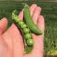 Pea Lincoln Seed
