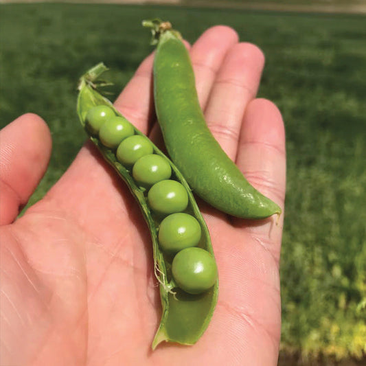 Pea Lincoln Seed
