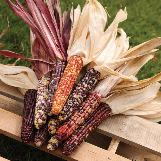 Ornamental Corn Underwood's Ornamental Seed