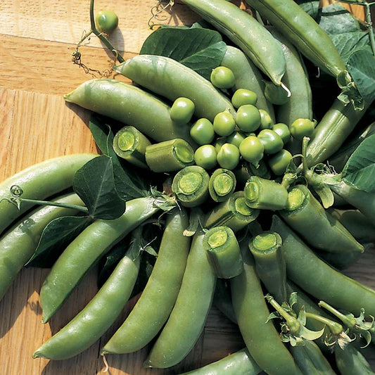 Pea Super Sugar Snap Seed