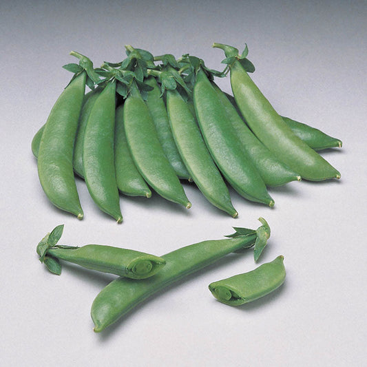 Pea Sugar Sprint Seed