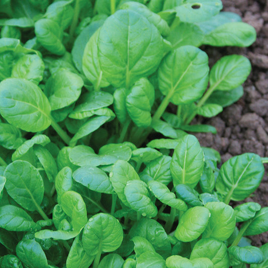 Mustard Tatsoi Seed