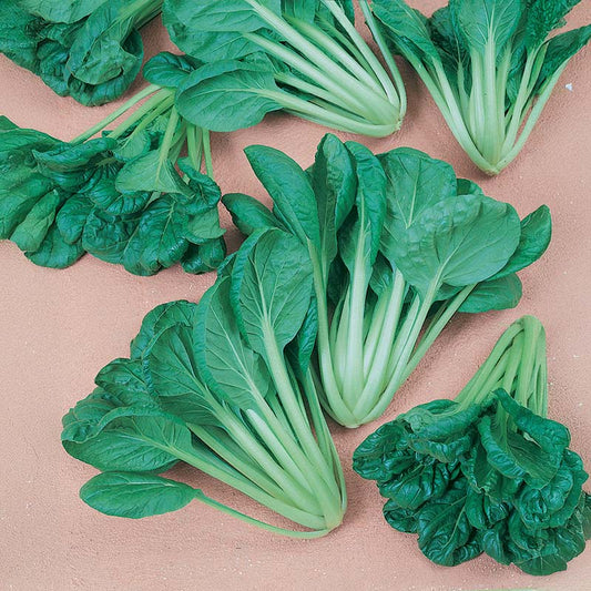 Mustard Tatsoi Seed