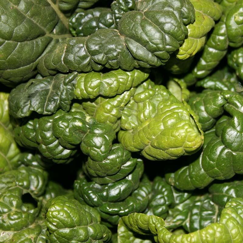 Mustard Tatsoi Seed
