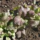 Mustard Red Giant Seed