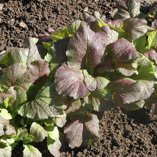 Mustard Red Giant Seed