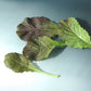 Mustard Red Giant Seed