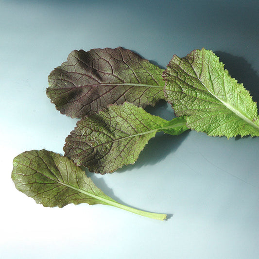 Mustard Red Giant Seed