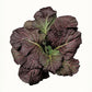 Mustard Red Giant Seed