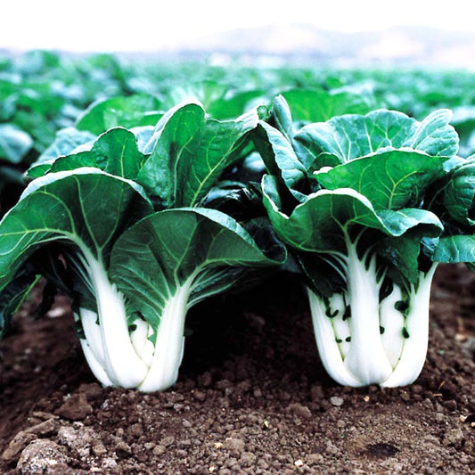 Pak Choi Joi Choi F1 Seed