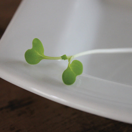 Pak Choi Joi Choi F1 Seed