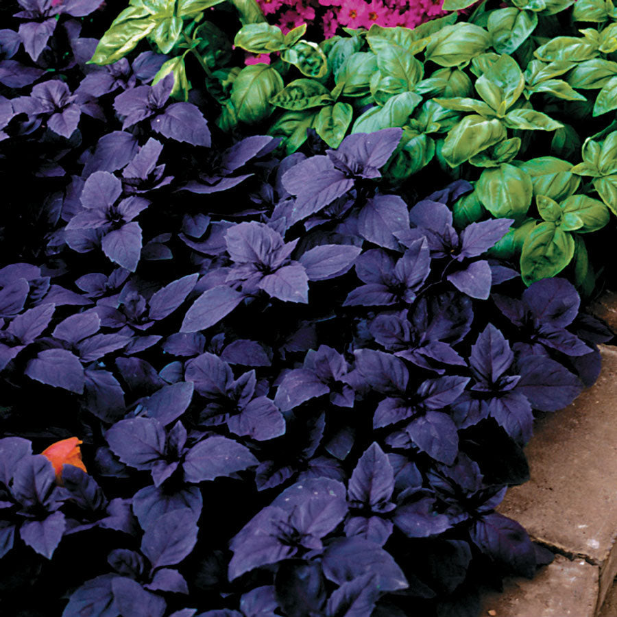 Red Rubin Basil Seeds