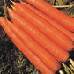 Carrot Nantindo F1 Seed