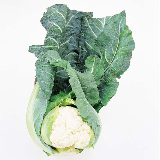Cauliflower Apex F1 Seed