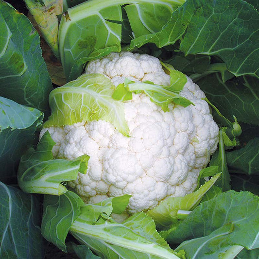 Cauliflower Absolute F1 Seed