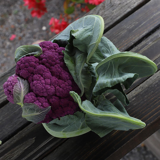 Cauliflower Graffiti F1 Seed