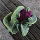 Cauliflower Graffiti F1 Seed