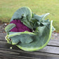 Cauliflower Graffiti F1 Seed