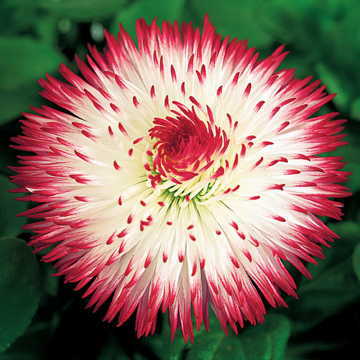 Habanera&reg; Red Tips English Daisy Seeds