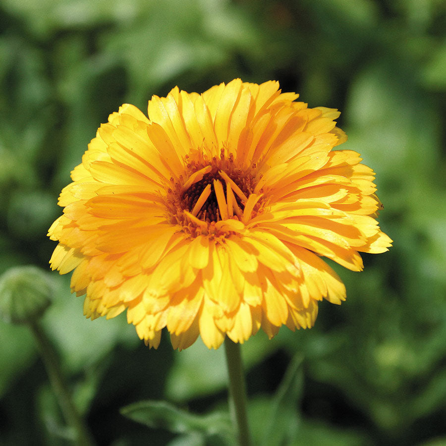 Pacific Beauty Mix Calendula Seeds