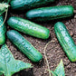 Cucumber Eureka F1 Seed