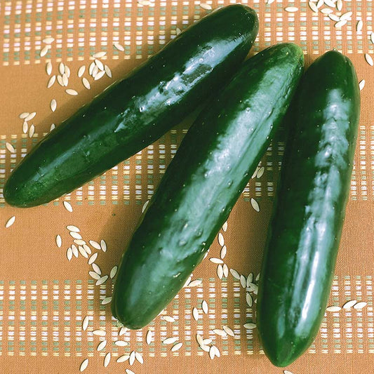 Cucumber Stonewall F1 Seed