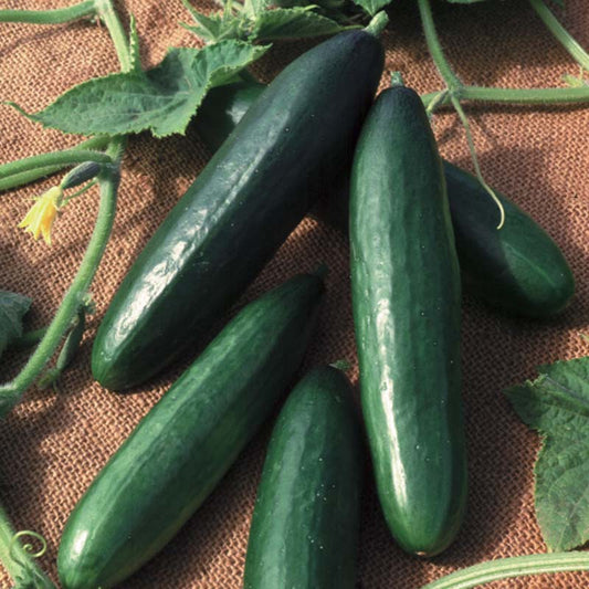 Cucumber Diva F1 Seed
