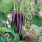 Eggplant Little Fingers Organic Seed