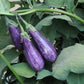 Eggplant Fairy Tale F1 Seed