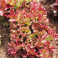 Lettuce New Red Fire MTO Seed