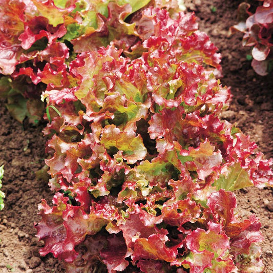 Lettuce New Red Fire MTO Seed