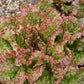 Lettuce New Red Fire MTO Seed