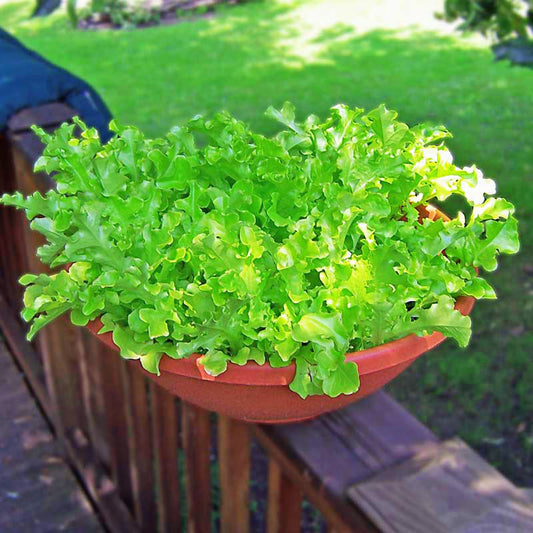 Lettuce Green Salad Bowl Seed